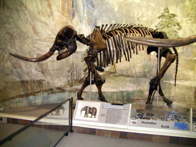 Cenozoic fossils of Nebraska